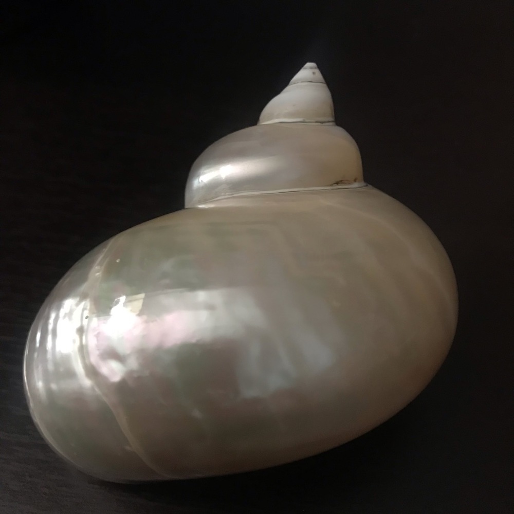 Jade Turbo Seashell - Picture 5 of 10